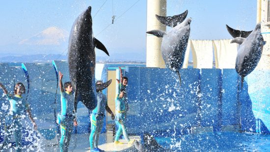 Enoshima Aqualium